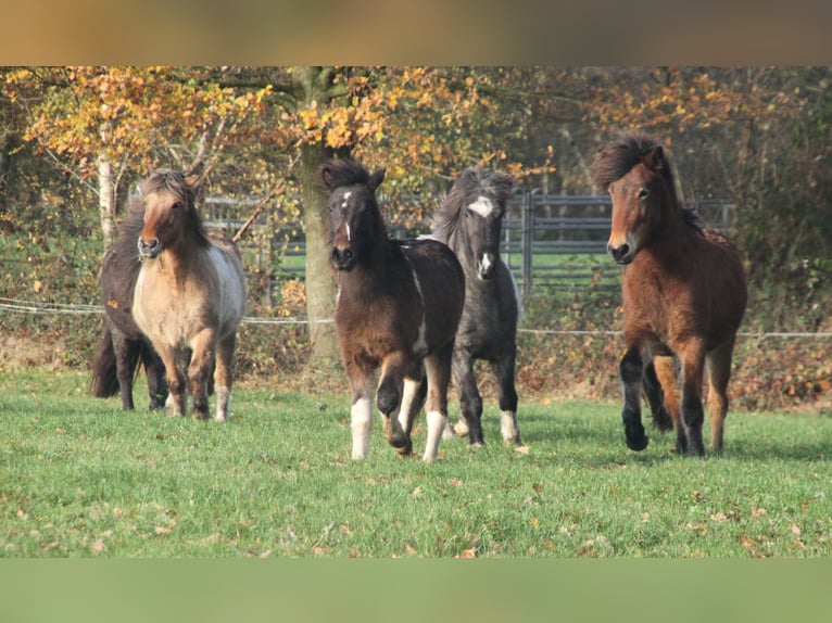 Islandais Jument 2 Ans 140 cm Pinto in Südlohn