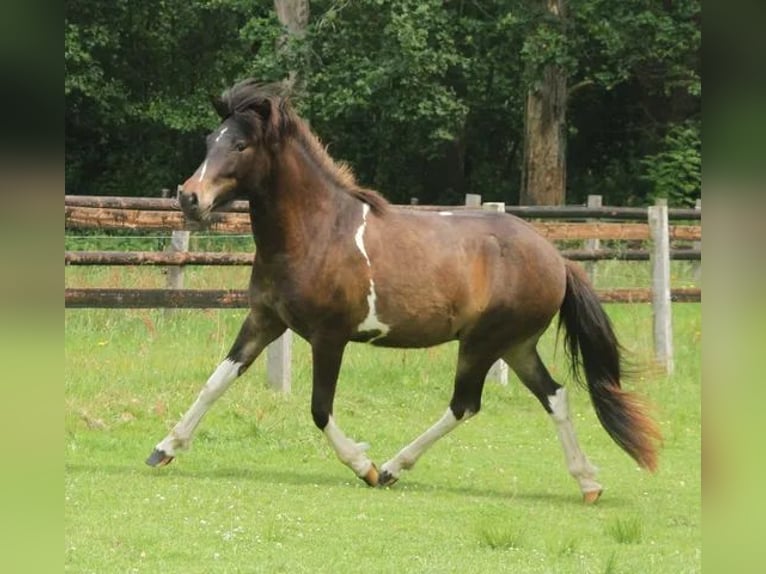 Islandais Jument 2 Ans 140 cm Pinto in Winterswijk Kotten