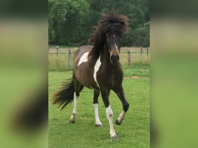 Islandais Jument 2 Ans 140 cm Pinto in Winterswijk Kotten