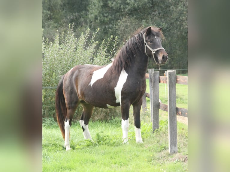 Islandais Jument 2 Ans 140 cm Pinto in Winterswijk Kotten