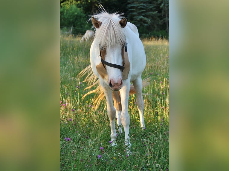 Islandais Jument 2 Ans 140 cm Pinto in Saarland