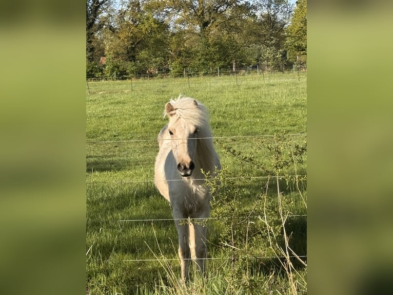 Islandais Jument 2 Ans 142 cm Palomino in Zetel