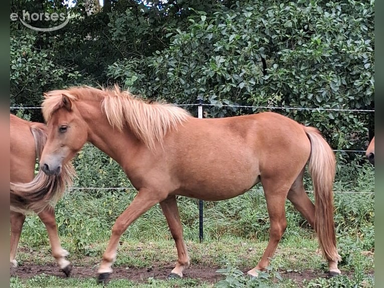 Islandais Jument 2 Ans 144 cm Alezan in Wiemersdorf