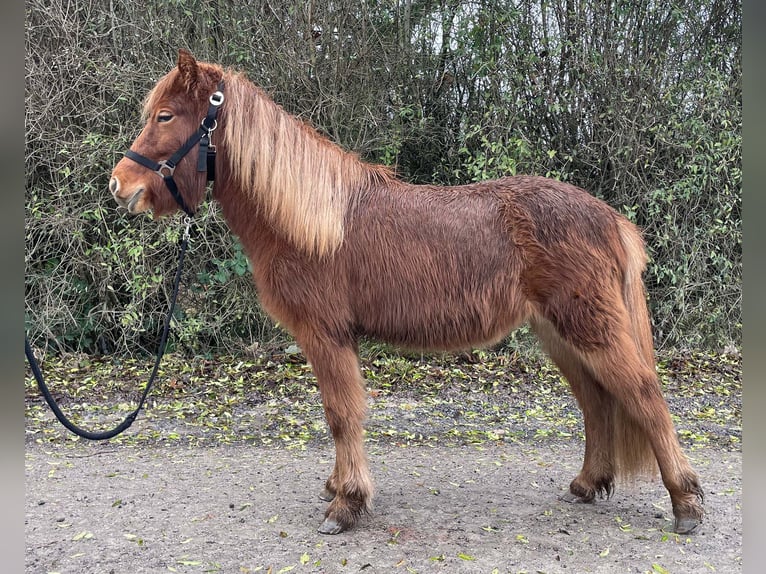 Islandais Jument 2 Ans Alezan cuivré in Neuenbürg