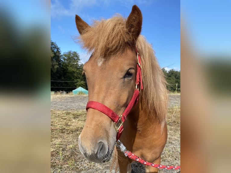 Islandais Jument 2 Ans Alezan cuivré in Neuenbürg