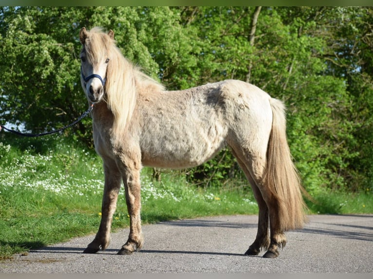 Islandais Jument 2 Ans in Blunk