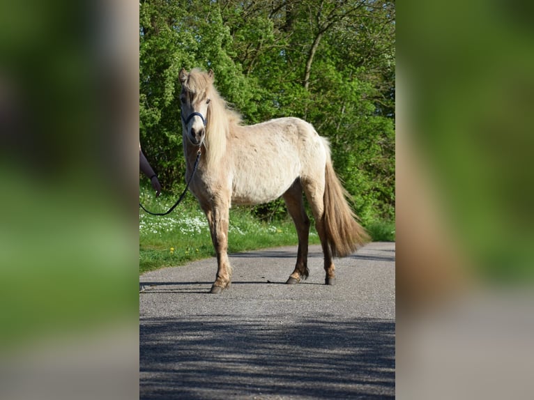 Islandais Jument 2 Ans in Blunk