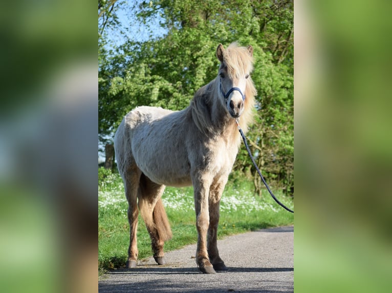 Islandais Jument 2 Ans in Blunk