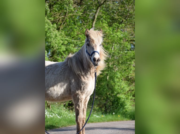 Islandais Jument 2 Ans in Blunk