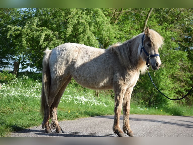 Islandais Jument 2 Ans in Blunk