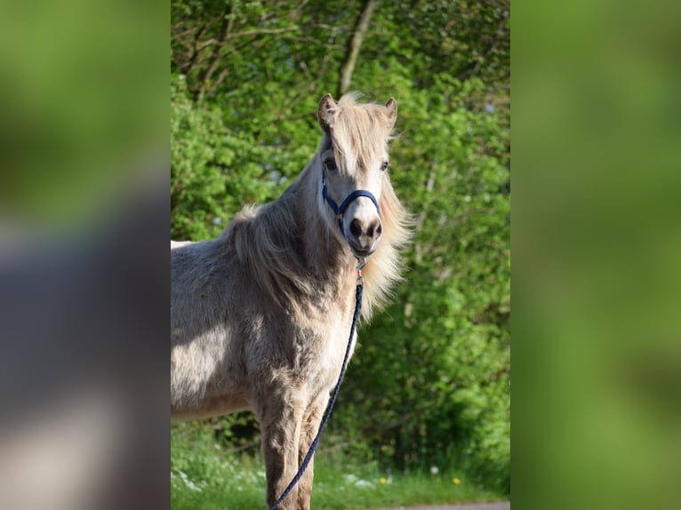 Islandais Jument 2 Ans in Blunk