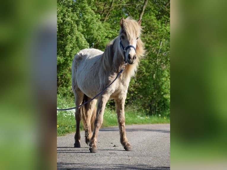 Islandais Jument 2 Ans in Blunk