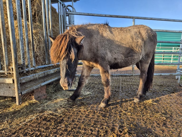 Islandais Jument 2 Ans Isabelle in Friedberg