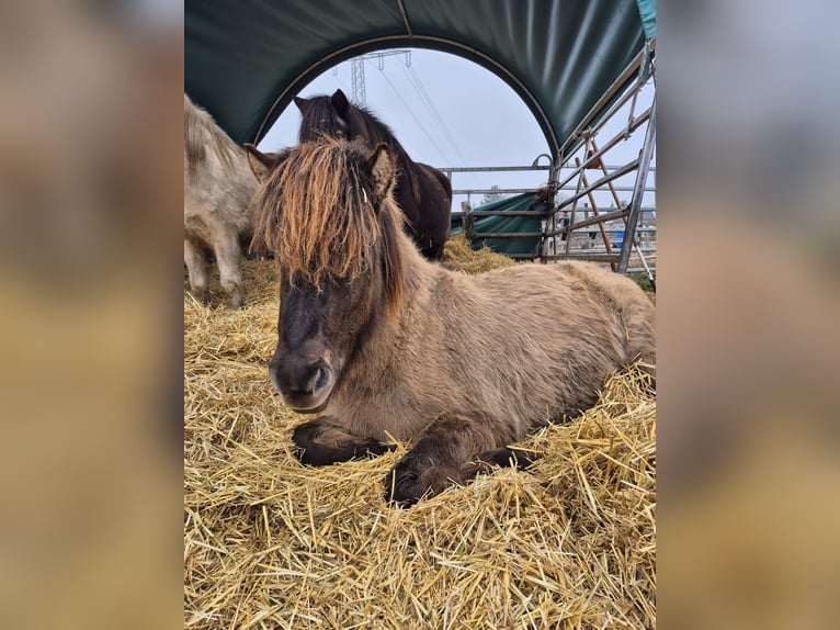 Islandais Jument 2 Ans Isabelle in Friedberg