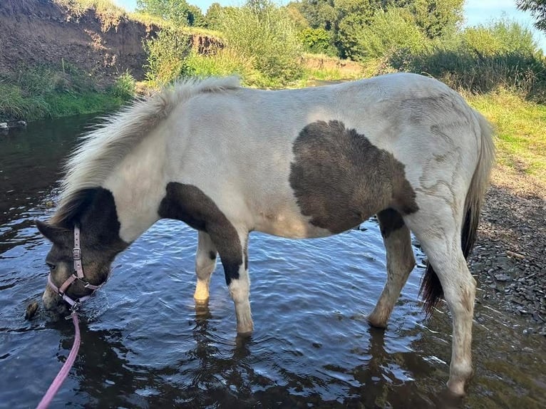 Islandais Jument 2 Ans Pinto in Euskirchen