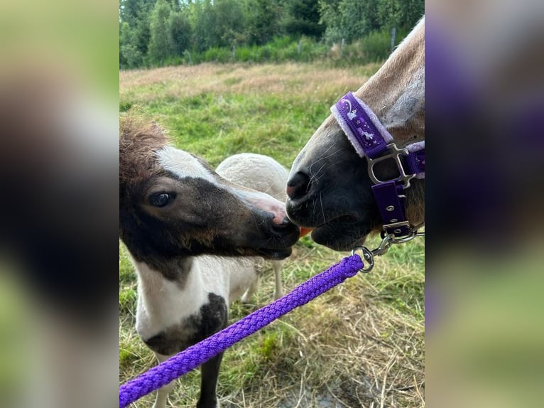 Islandais Jument 2 Ans Pinto in Euskirchen