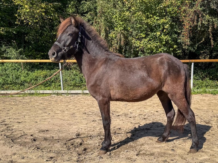 Islandais Jument 3 Ans 124 cm Bai in Euskirchen