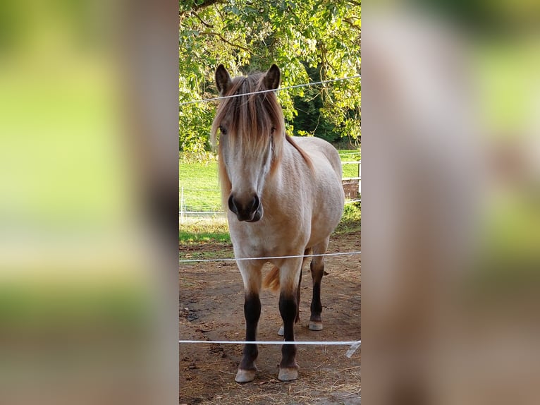 Islandais Jument 3 Ans 134 cm Buckskin in Weilmünster
