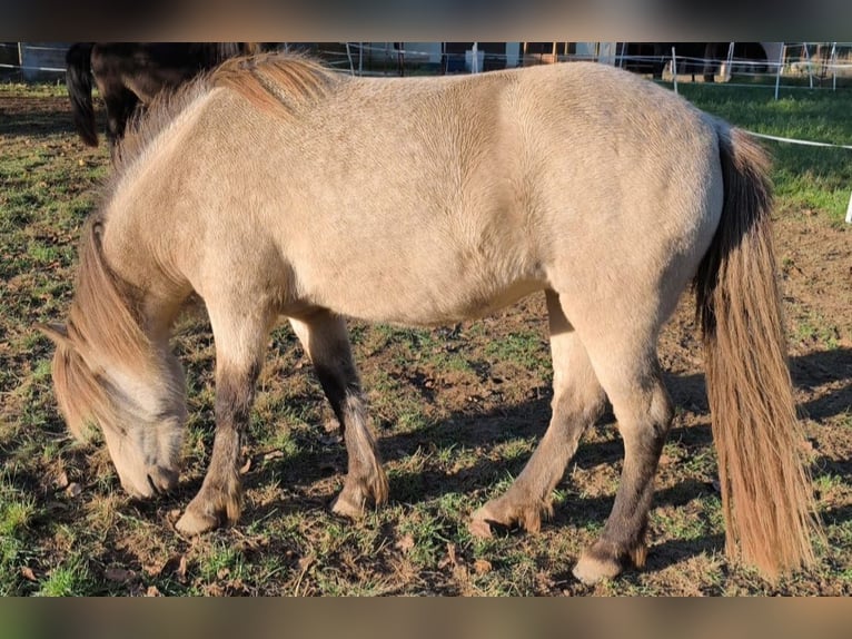 Islandais Jument 3 Ans 134 cm Buckskin in Weilmünster