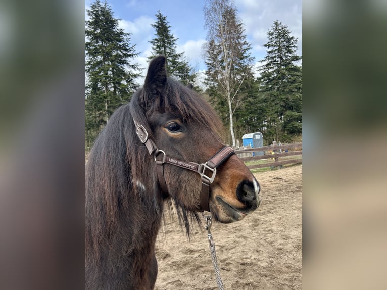 Islandais Jument 3 Ans 134 cm Pinto in Burgdorf