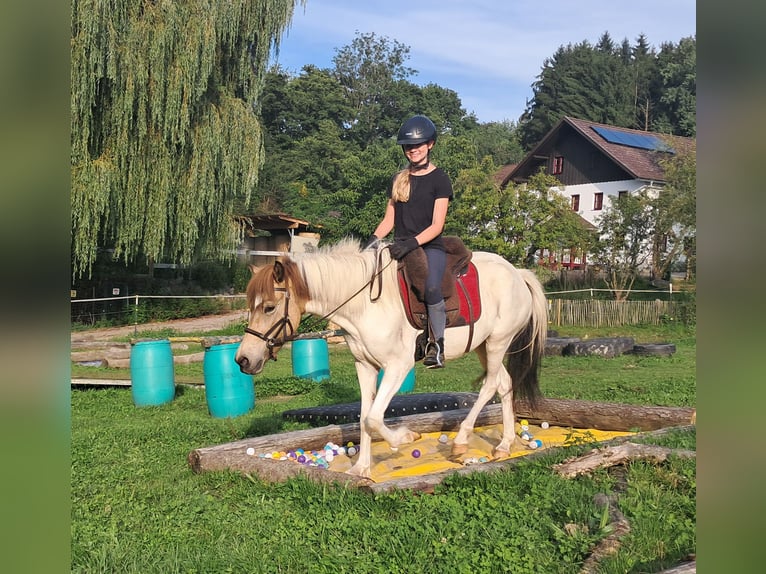 Islandais Jument 3 Ans 137 cm Pinto in Bayerbach