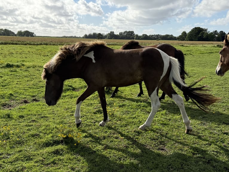 Islandais Jument 3 Ans 137 cm Pinto in Norderfriedrichskoog