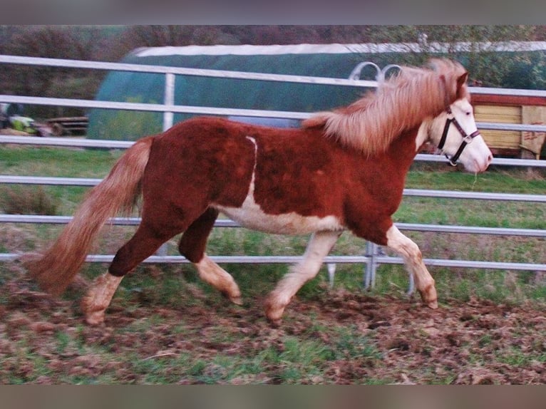 Islandais Jument 3 Ans 138 cm Blanc in Saarland