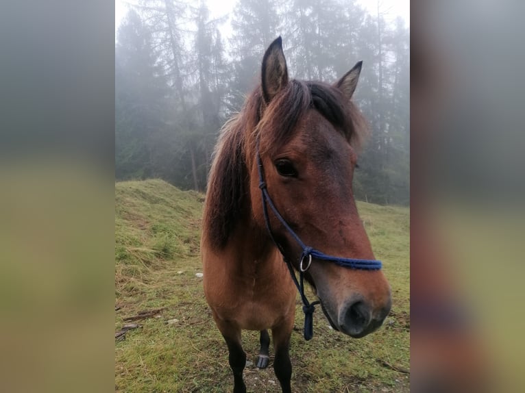 Islandais Jument 3 Ans 138 cm Isabelle in Reith bei Seefeld