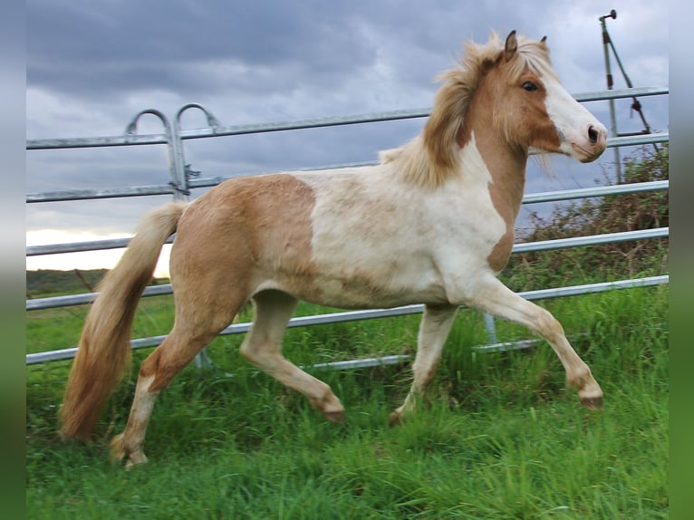 Islandais Jument 3 Ans 139 cm Pinto in Saarland