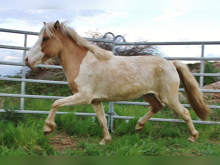 Islandais Jument 3 Ans 139 cm Pinto in Saarland