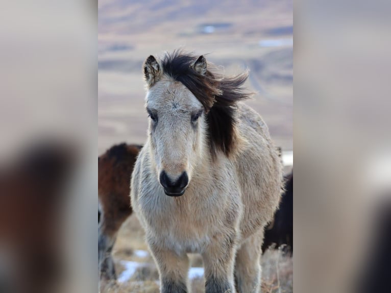 Islandais Jument 3 Ans 140 cm Buckskin in Büren