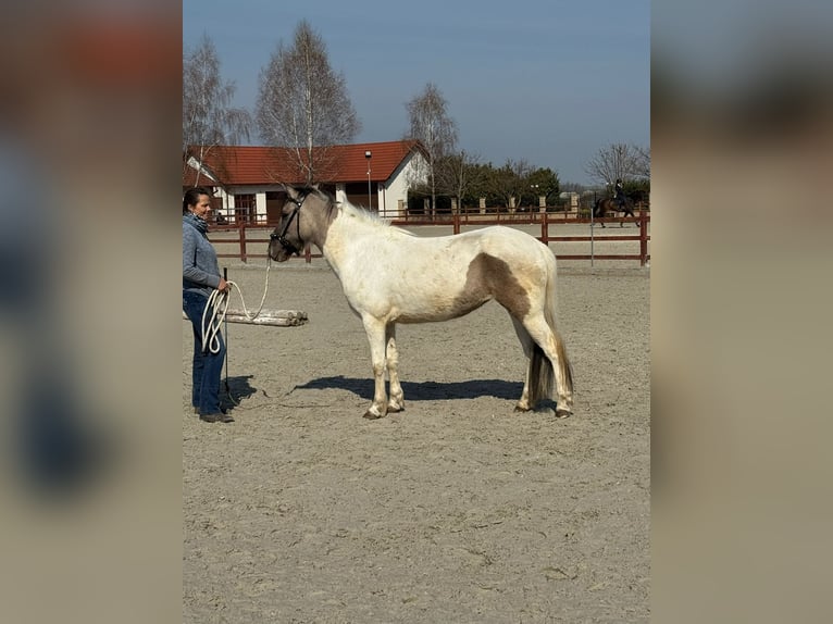 Islandais Croisé Jument 3 Ans 140 cm Pinto in Győrújbarát