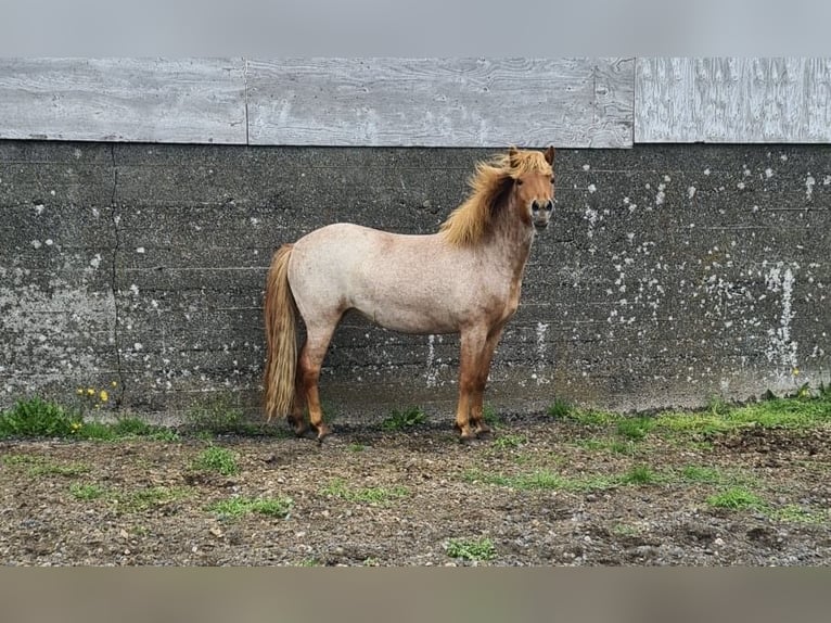 Islandais Jument 3 Ans 142 cm Rouan Rouge in Hvolsv&#xF6;llur