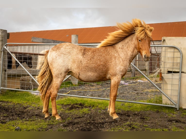 Islandais Jument 3 Ans 142 cm Rouan Rouge in Hvolsv&#xF6;llur