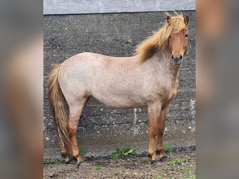 Islandais Jument 3 Ans 142 cm Rouan Rouge in Hvolsv&#xF6;llur