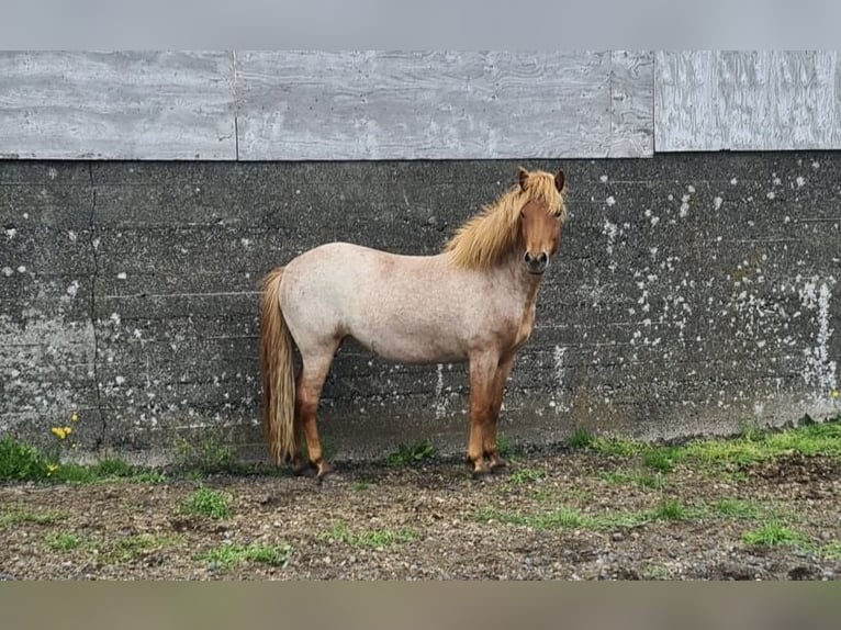 Islandais Jument 3 Ans 142 cm Rouan Rouge in Hvolsv&#xF6;llur