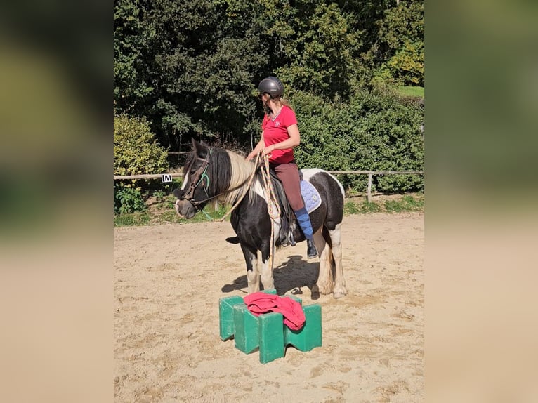 Islandais Jument 3 Ans 145 cm in Saint-F&#xE9;lix de Reillac