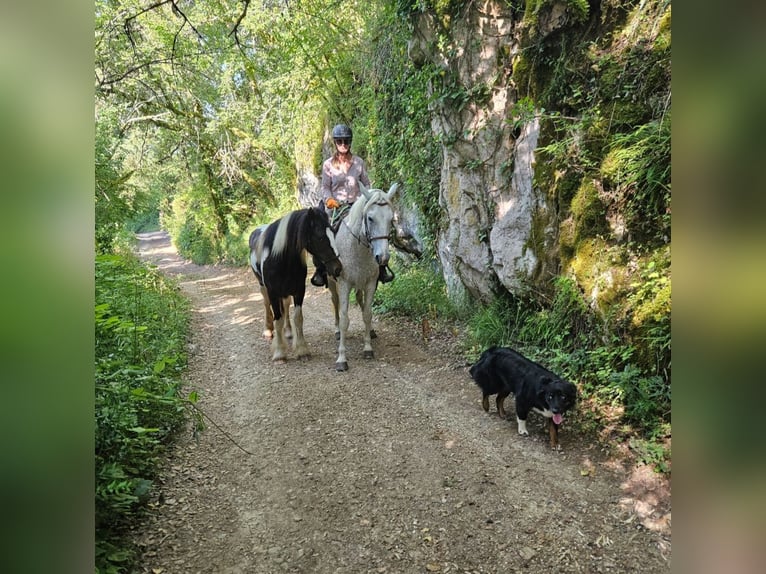 Islandais Jument 3 Ans 145 cm in Saint-F&#xE9;lix de Reillac