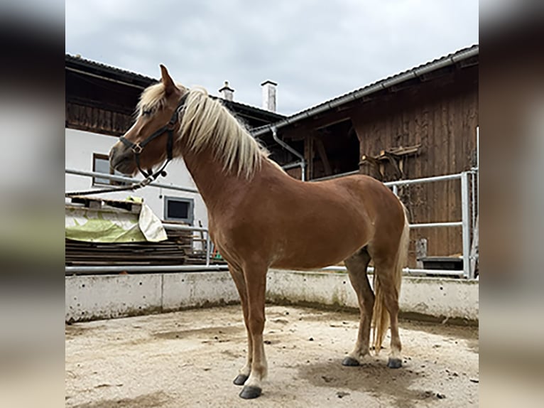 Islandais Jument 3 Ans Alezan in Schechen