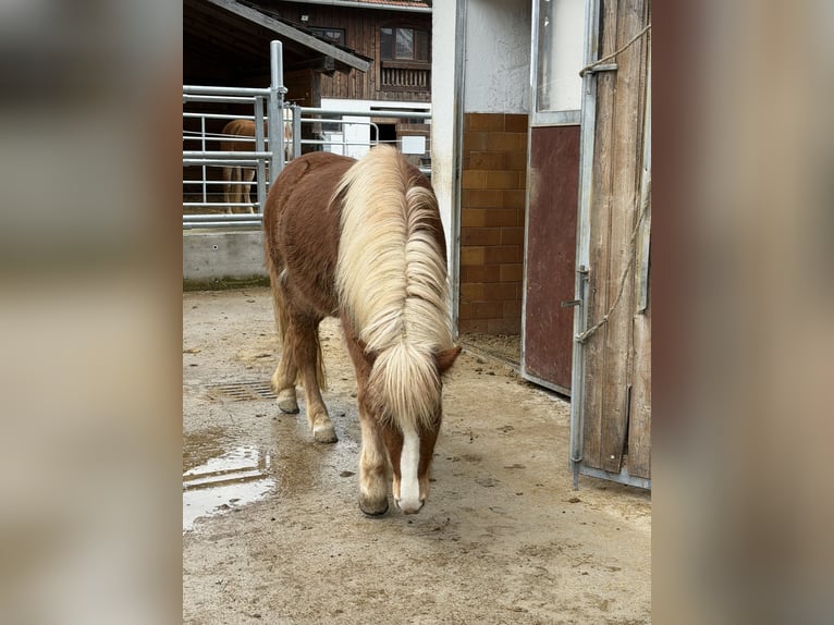 Islandais Jument 3 Ans Alezan in Riedering