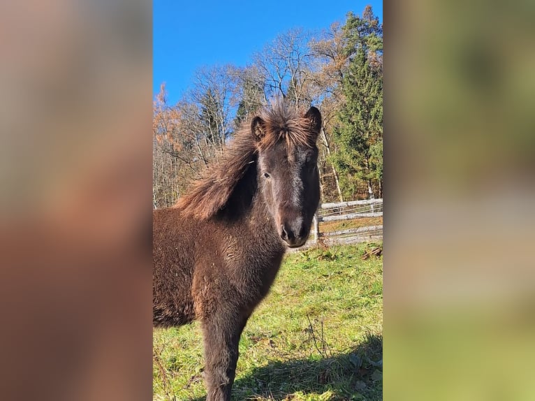 Islandais Jument 3 Ans in Obertilliach