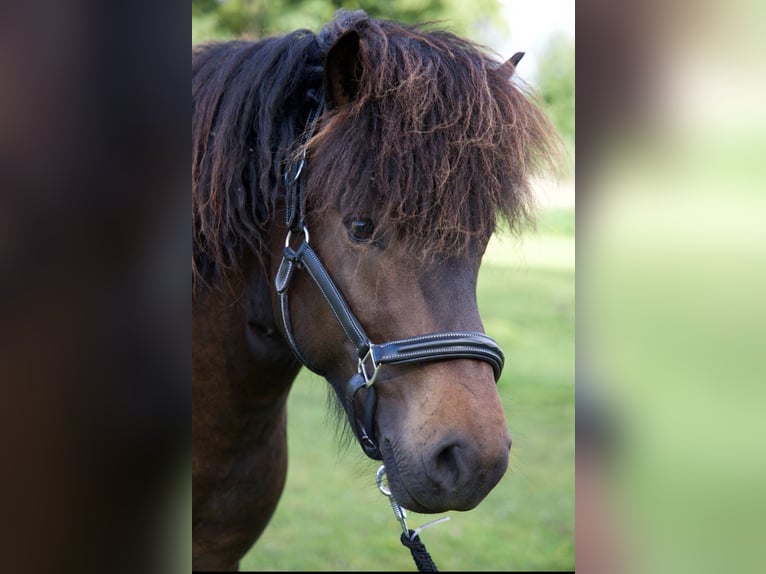 Islandais Jument 3 Ans in Bohmte