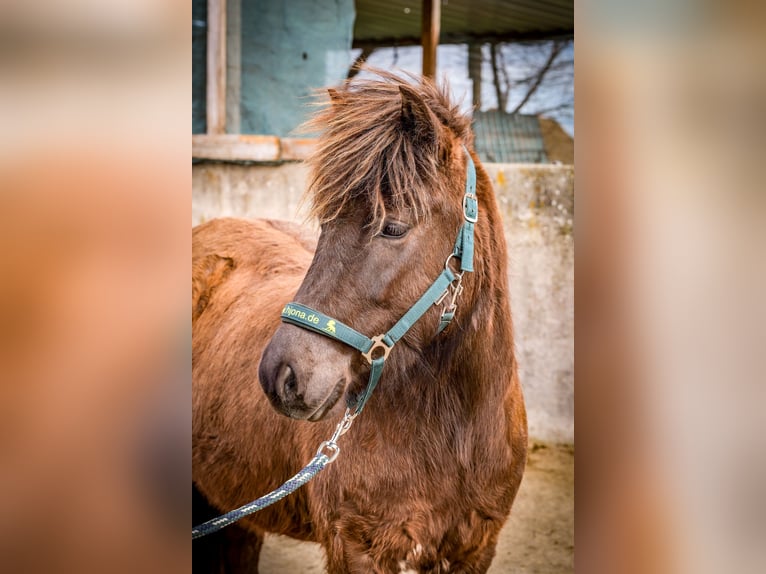 Islandais Jument 3 Ans Noir in Aichtal