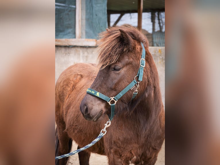 Islandais Jument 3 Ans Noir in Aichtal