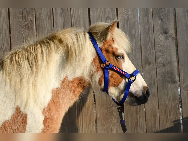 Islandais Jument 3 Ans Pinto in Straßwalchen