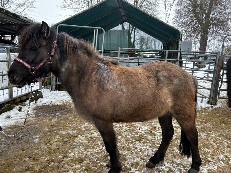 Islandais Jument 3 Ans Rouan bleu in Saalburg-Ebersdorf