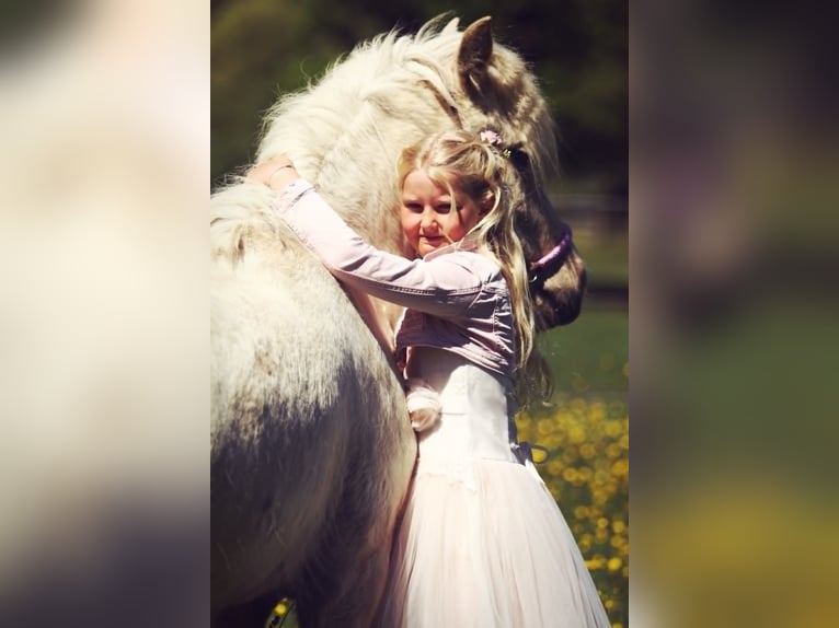 Islandais Jument 4 Ans 134 cm Palomino in Morkhoven