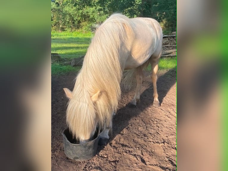 Islandais Jument 4 Ans 134 cm Palomino in Testelt