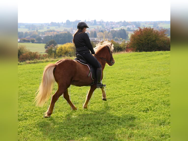 Islandais Jument 4 Ans 137 cm Alezan in Schwabm&#xFC;nchen