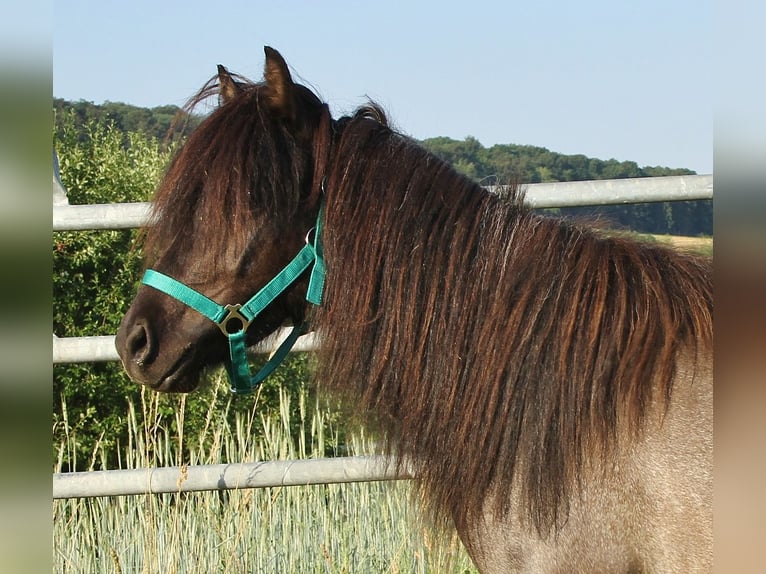 Islandais Jument 4 Ans 137 cm Rouan Bleu in Saarland